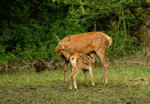 Cerbiatto in allattamento